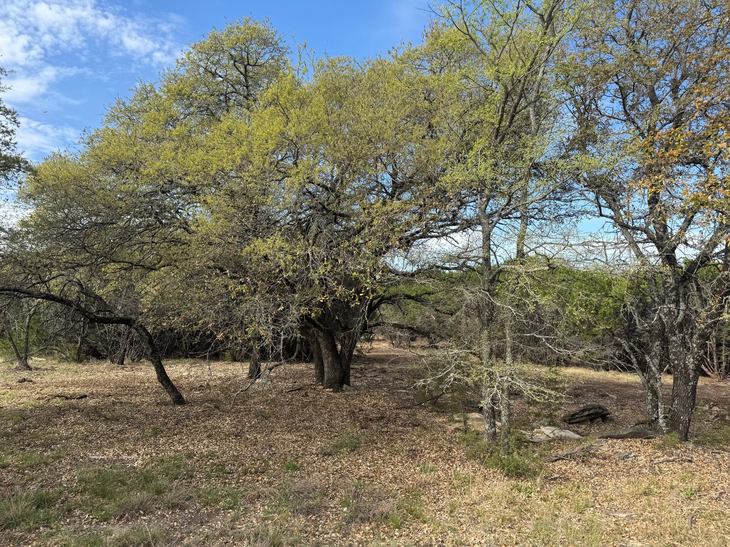 IMG_4142.jpeg