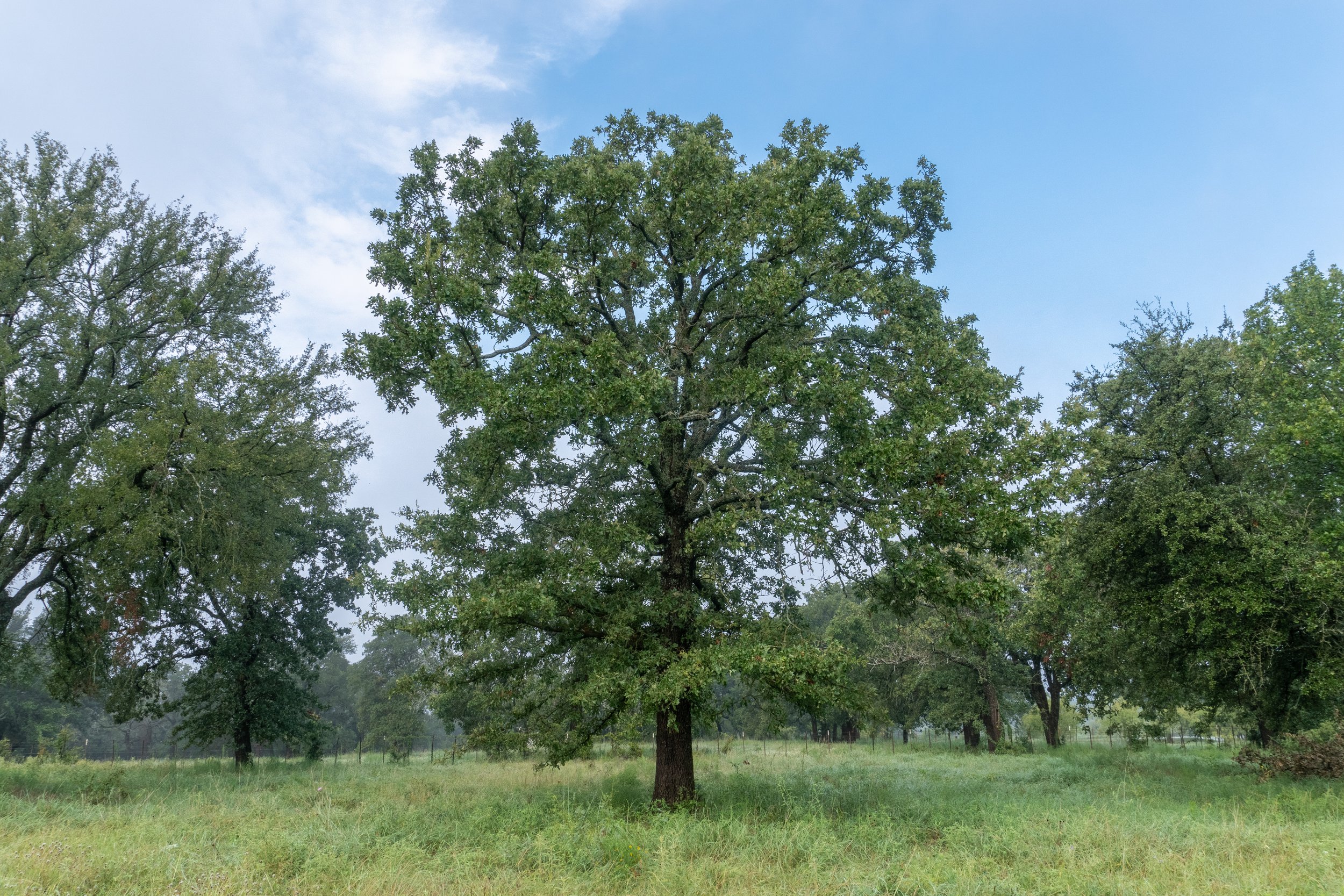 Tract 1 | 10.06 Acres | $320,330
