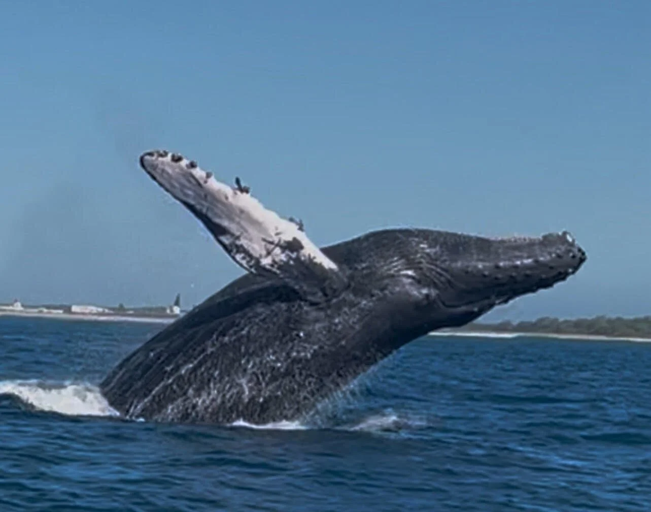 An Urgent Moment For Ocean Life &amp; A Narrow Window To Act
