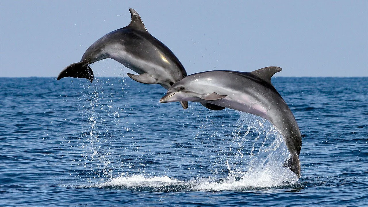 We Did It! A Historic Win For Our Oceans