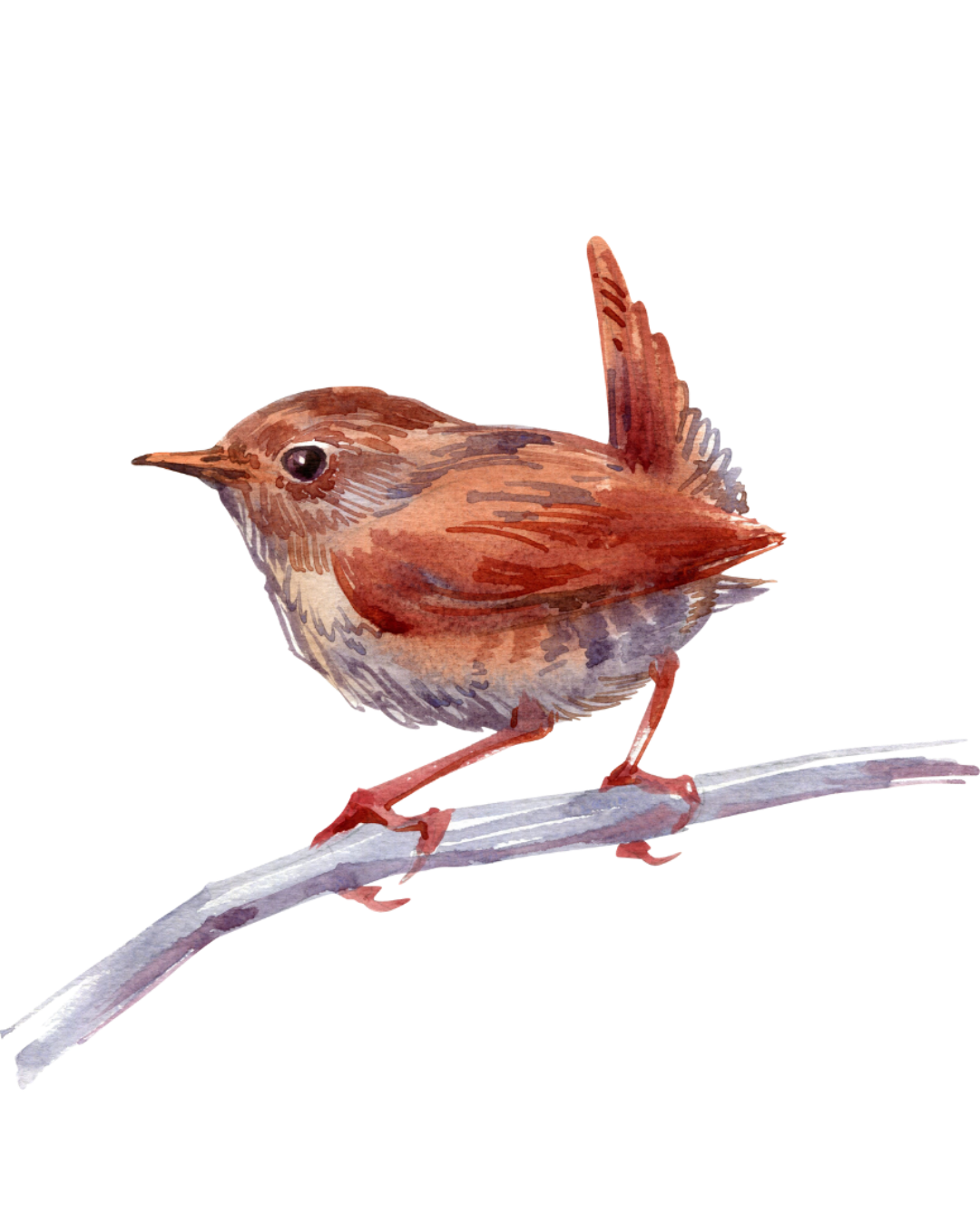 Watercolor illustration of a small brown bird perched on a white branch.