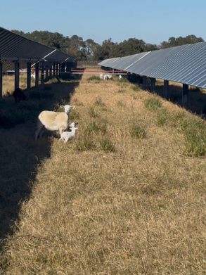 A llama lying on the grass between solar panel structures in a farm or solar power installation.