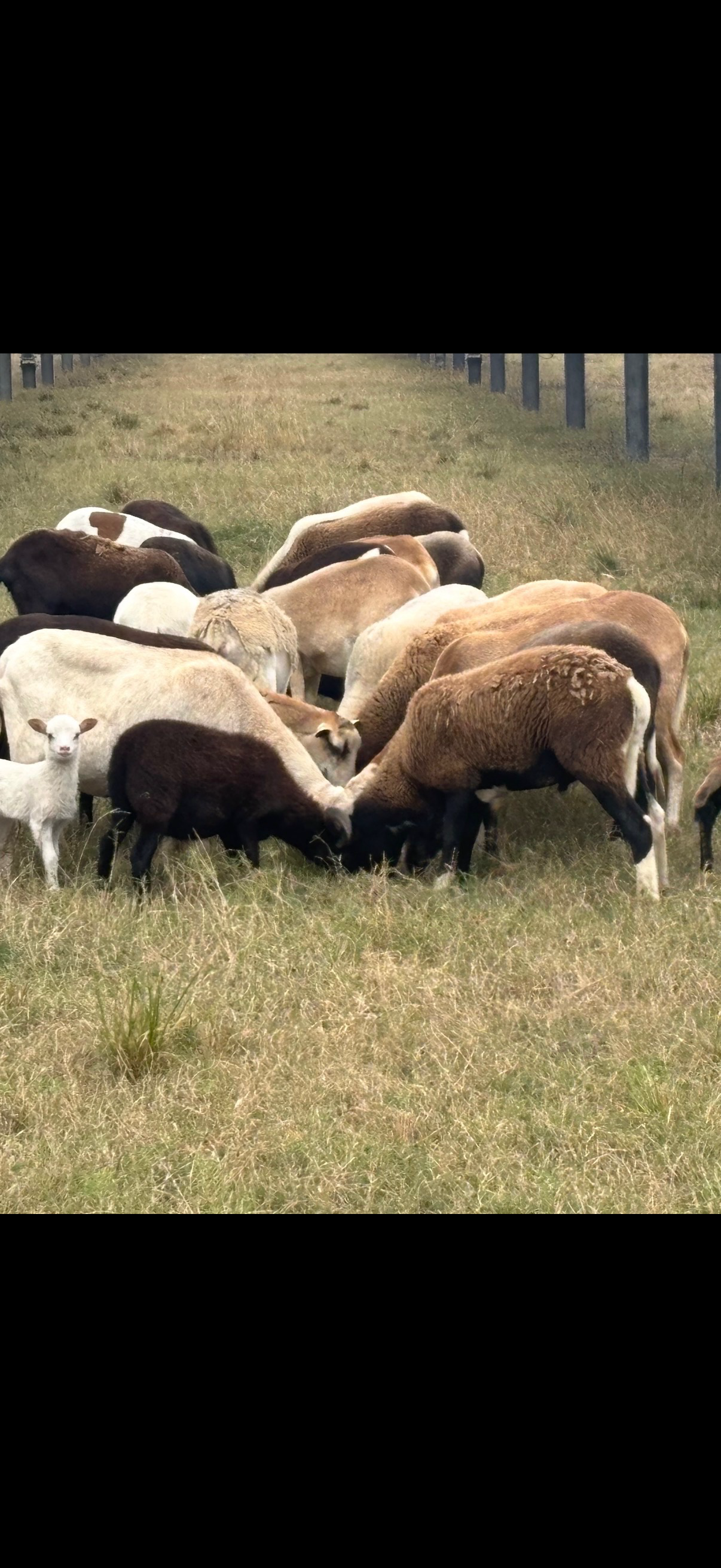 A group of sheep and goats grazing on a grassy field, with some rocks and a fence in the background.