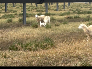 Sheep grazing in a field.