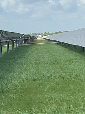 A green grassy area between two rows of solar panel structures on a cloudy day.