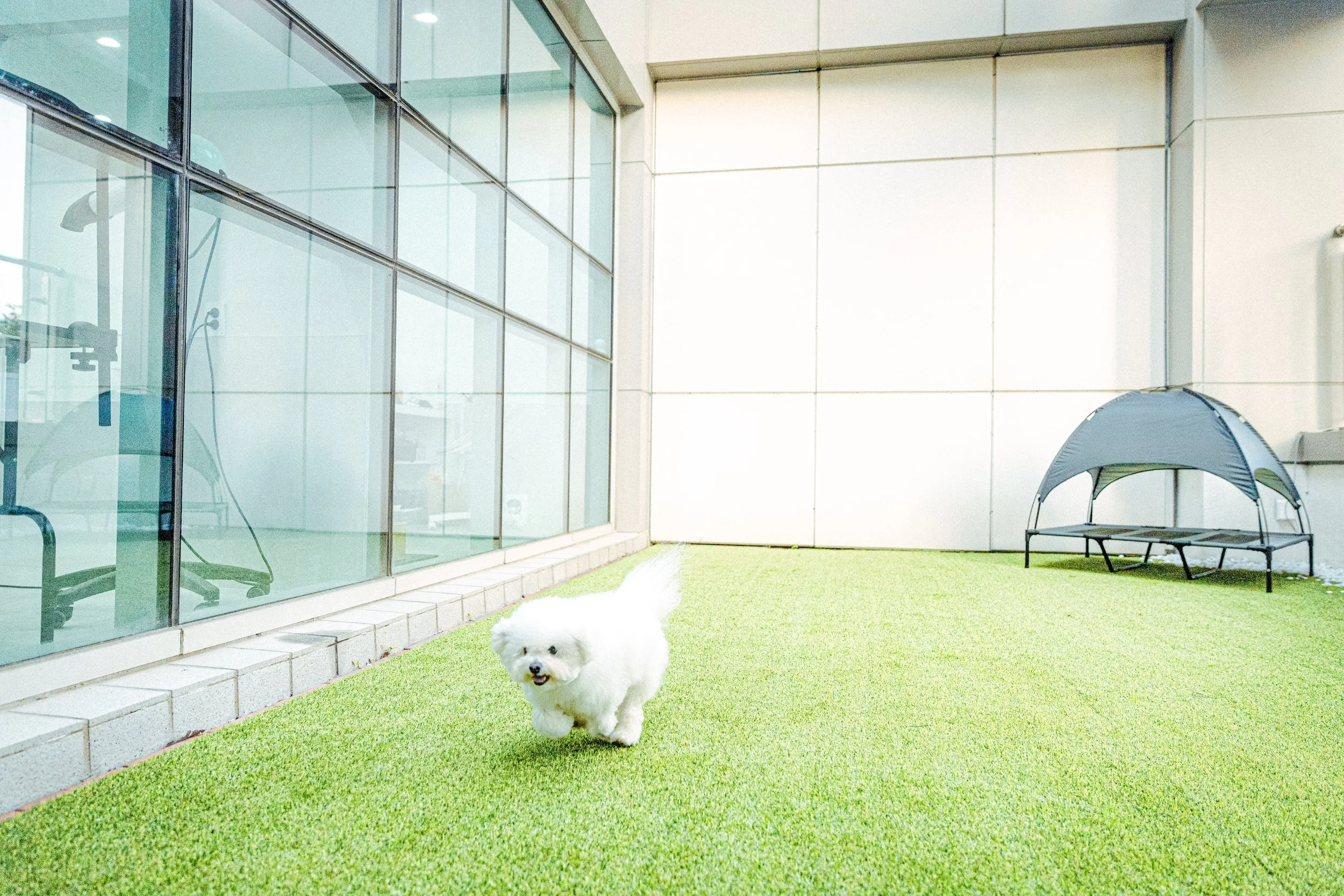 Small white dog walking on artificial grass outside near a modern building with large glass windows and a tent.