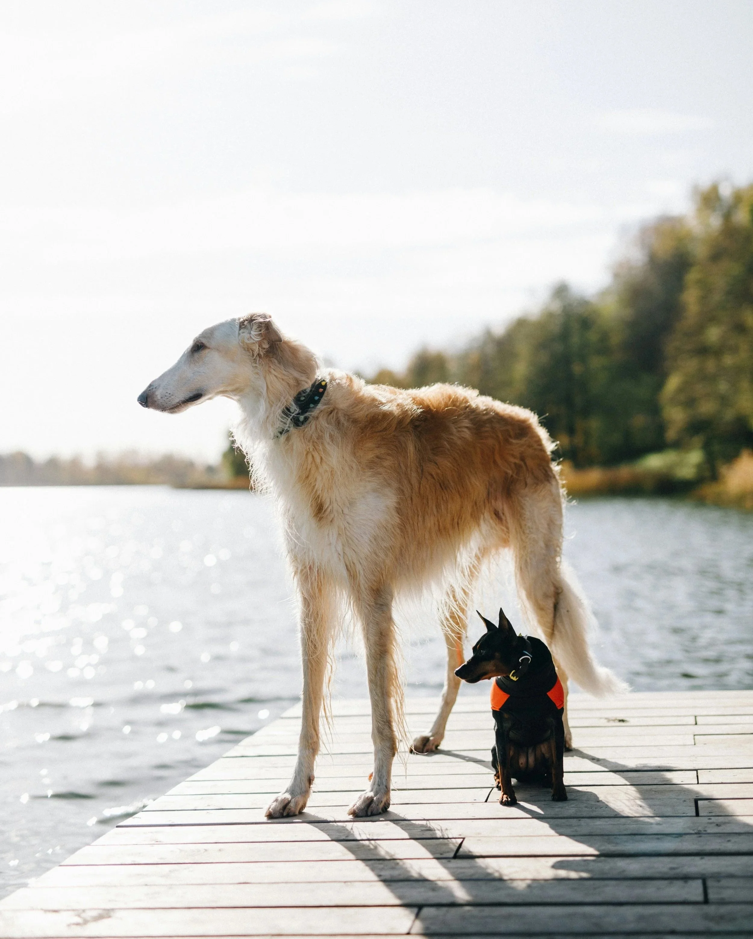 A tall Borzoi dog with a black collar standing on a wooden dock by a body of water, alongside a smaller black and tan dog wearing an orange harness, with trees in the background and bright sunlight reflecting off the water.