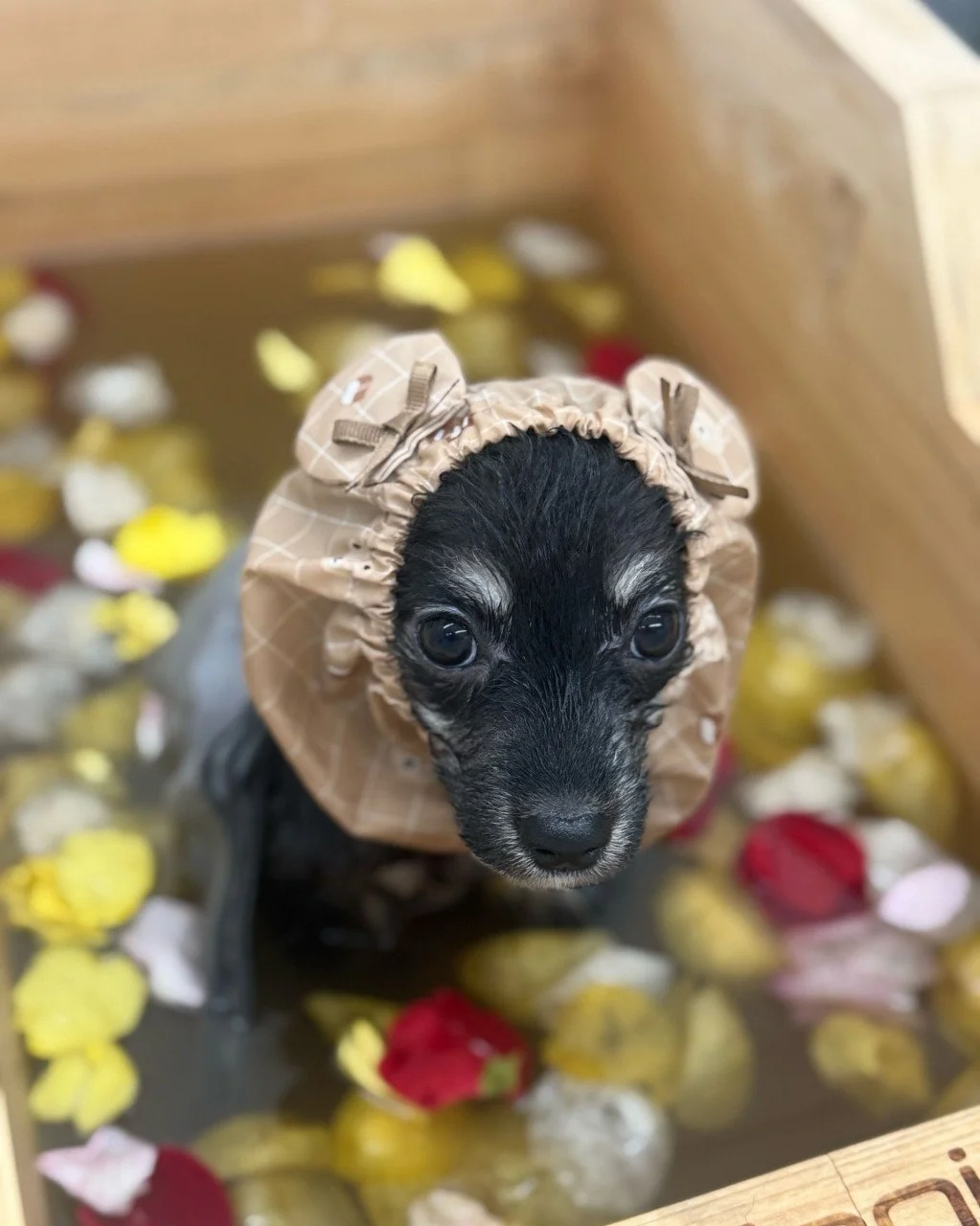 Nov 2025 (Click for more photos)