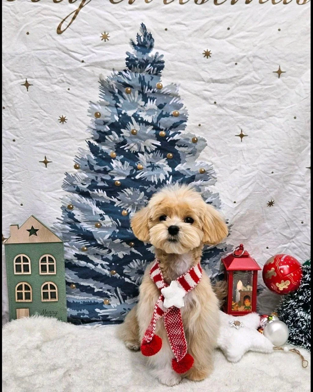 Dec 2025 (Click for more photos)