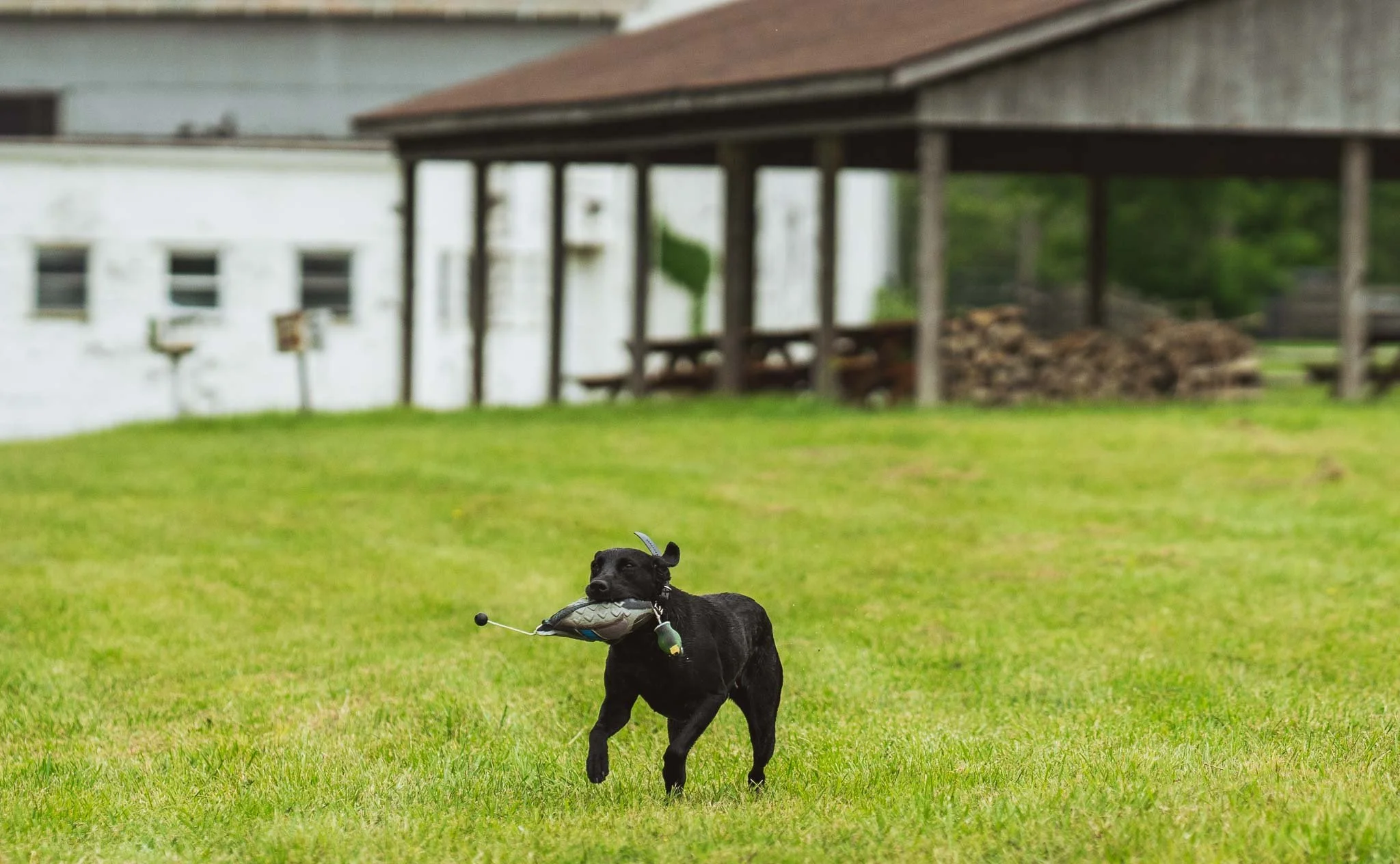 A black dog runs on a grassy field carrying a bird decoy in its mouth.