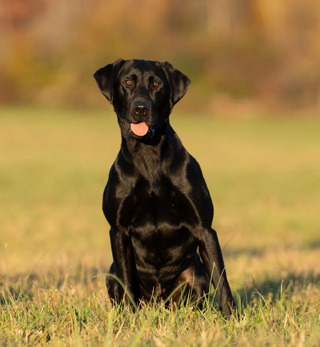 Black Labrador Retriever sitting on grass in a field with a blurred background, looking at the camera with its tongue out.