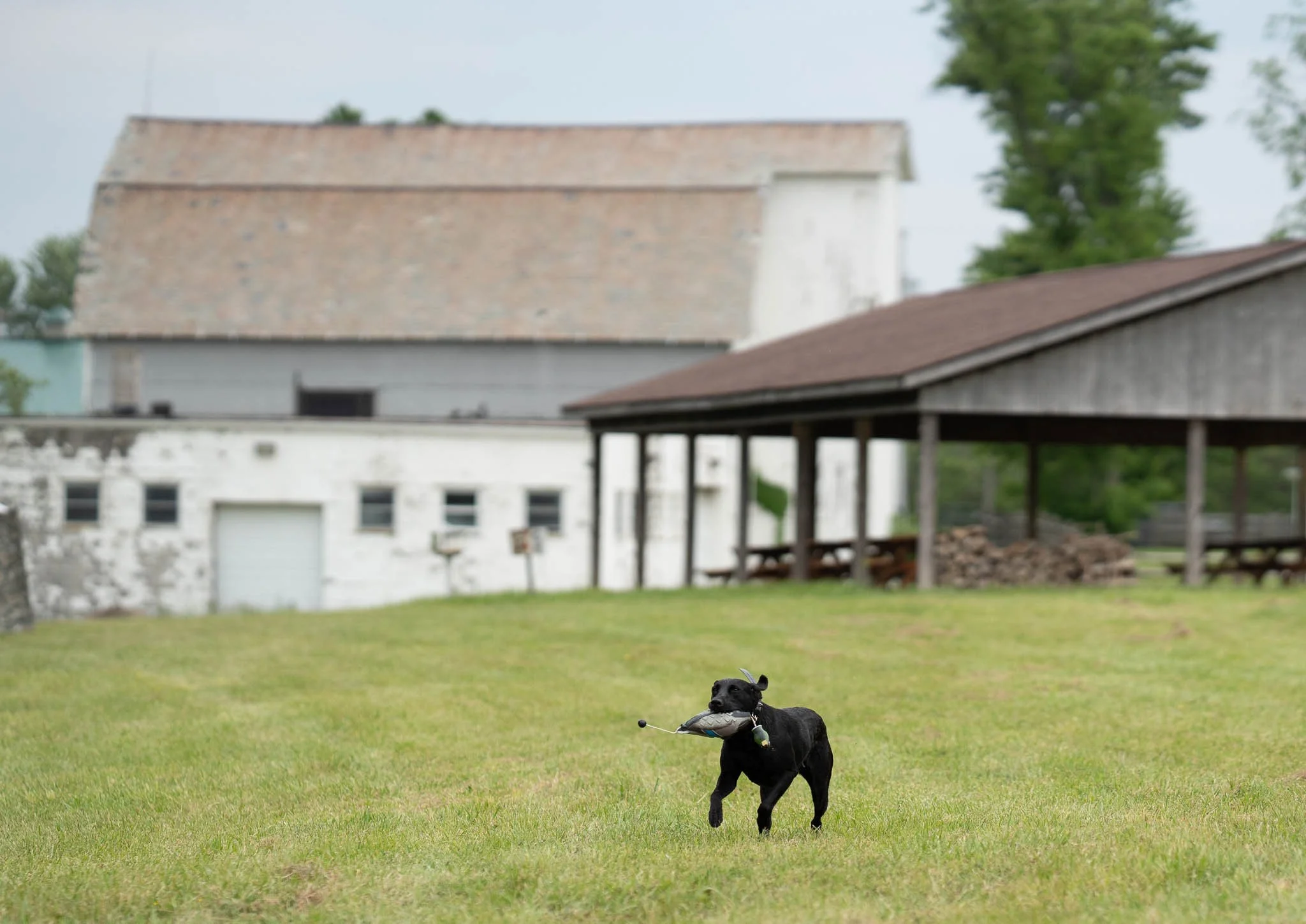 A black dog running across a green lawn carrying a toy in its mouth, with a white and gray building and a wooden shelter in the background.