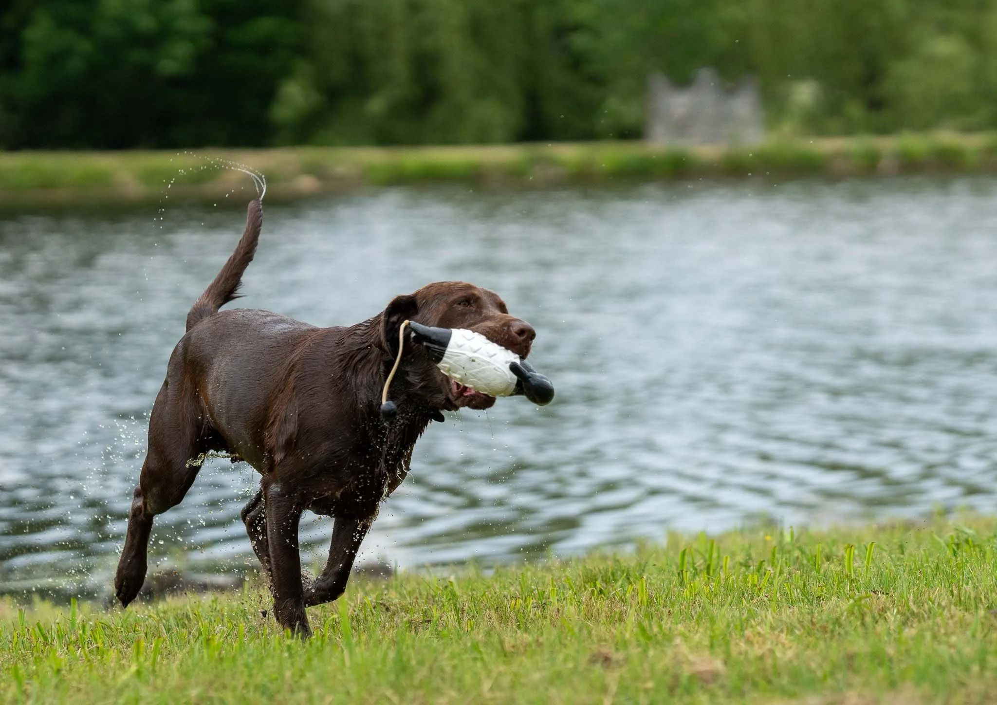 A brown dog running by a lake with a fetch toy in its mouth.