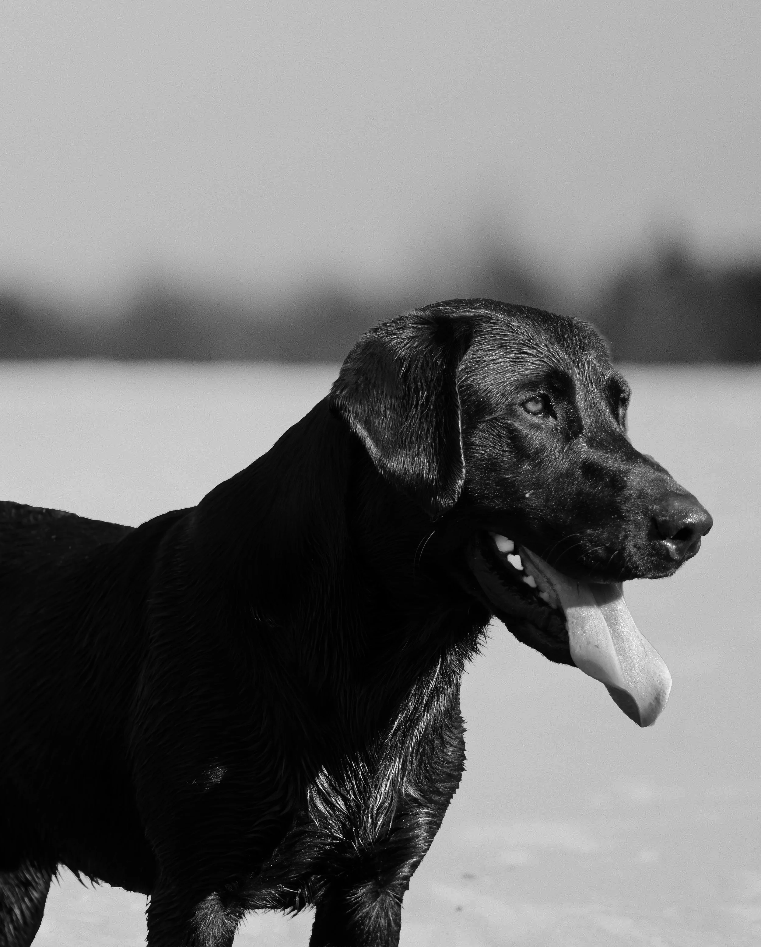 Off-Leash Work with eCollar-Conditioning