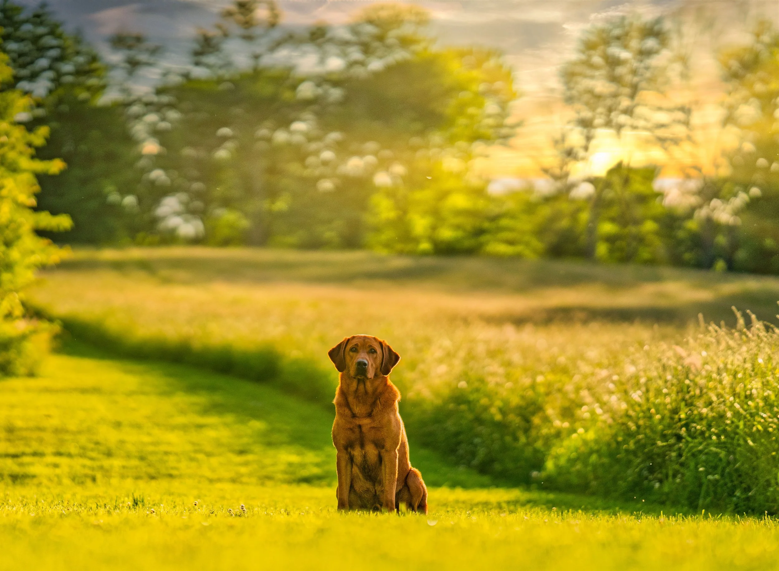 A brown dog sitting on lush green grass in a park at sunset, with trees and sunlight in the background.