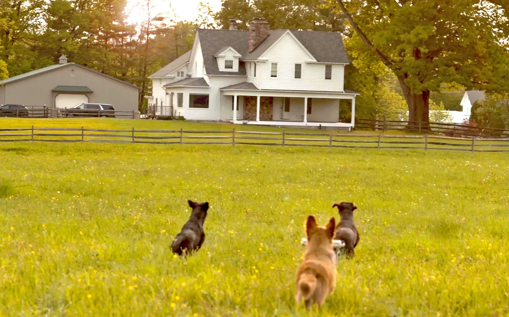 Three dogs running across a grassy field towards a white house with a porch, surrounded by trees.