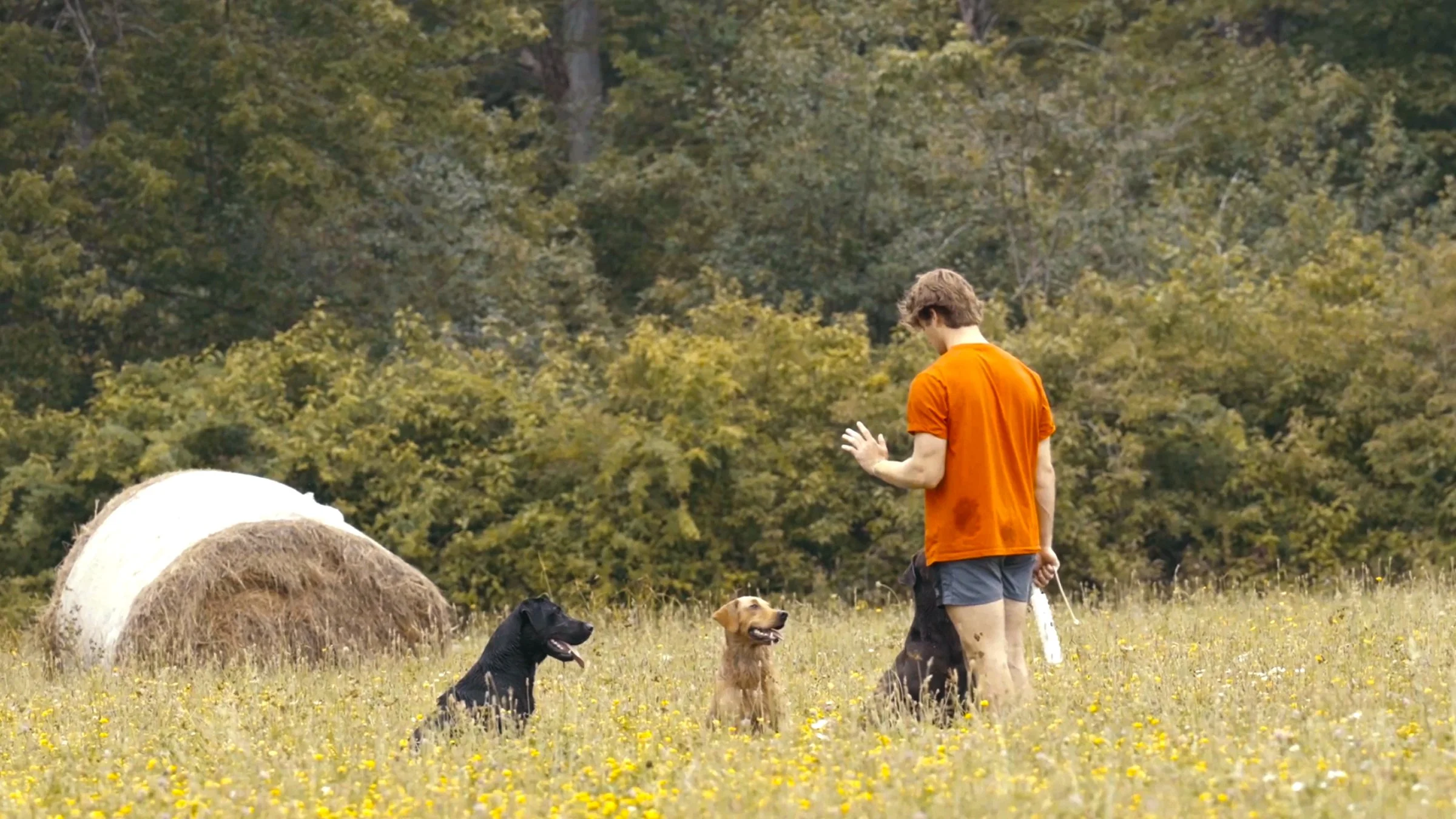 A person with brown hair, wearing an orange shirt and gray shorts, standing in a field with yellow flowers, interacting with three dogs, and a hay bale in the background.