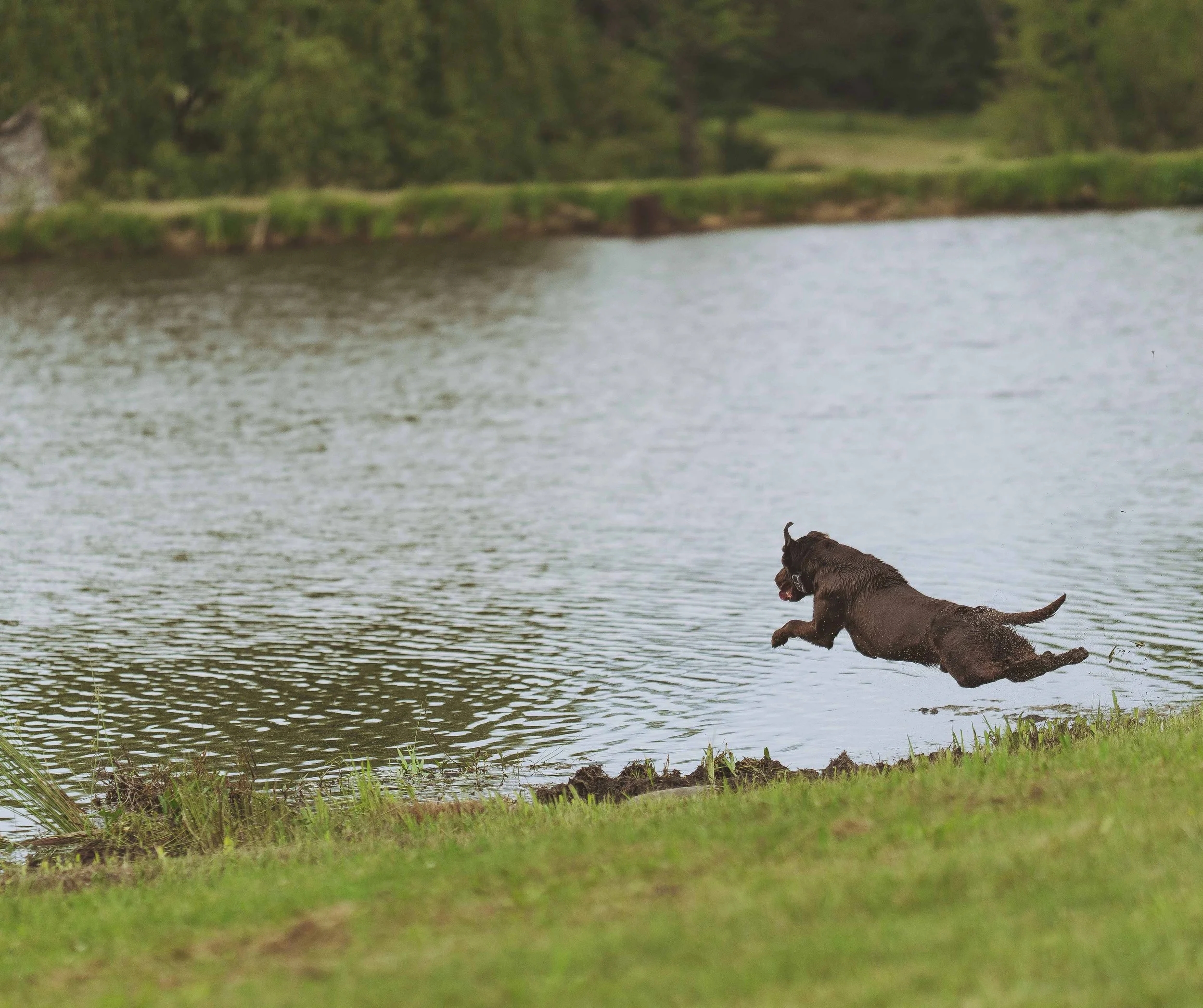 A black dog jumping into a lake from the grassy bank.