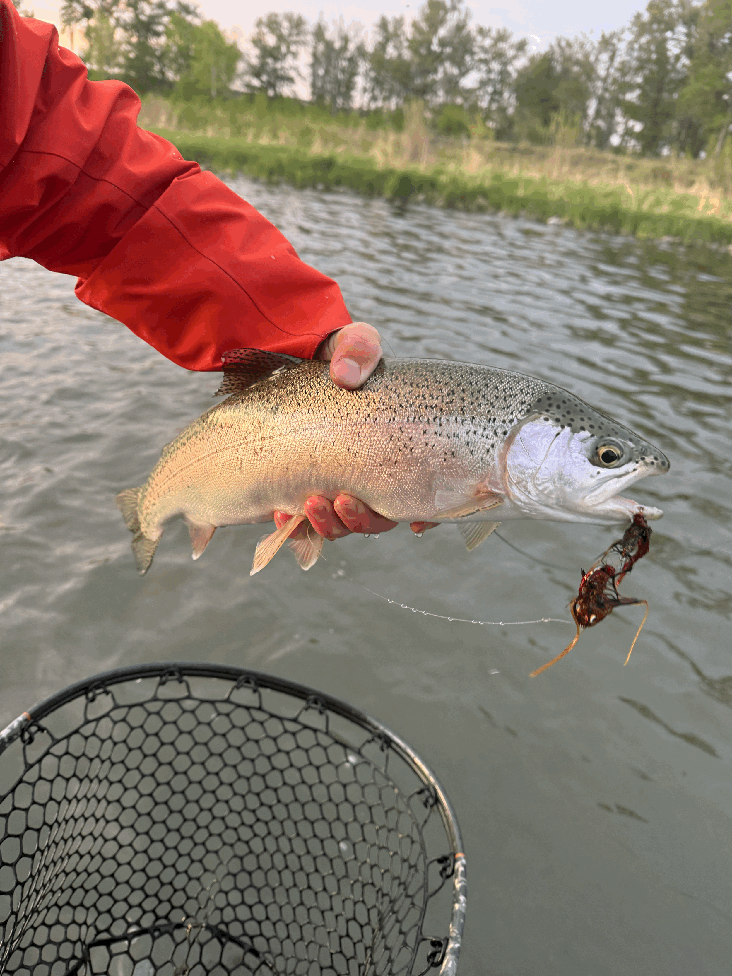 Bow River Fly Fishing Report