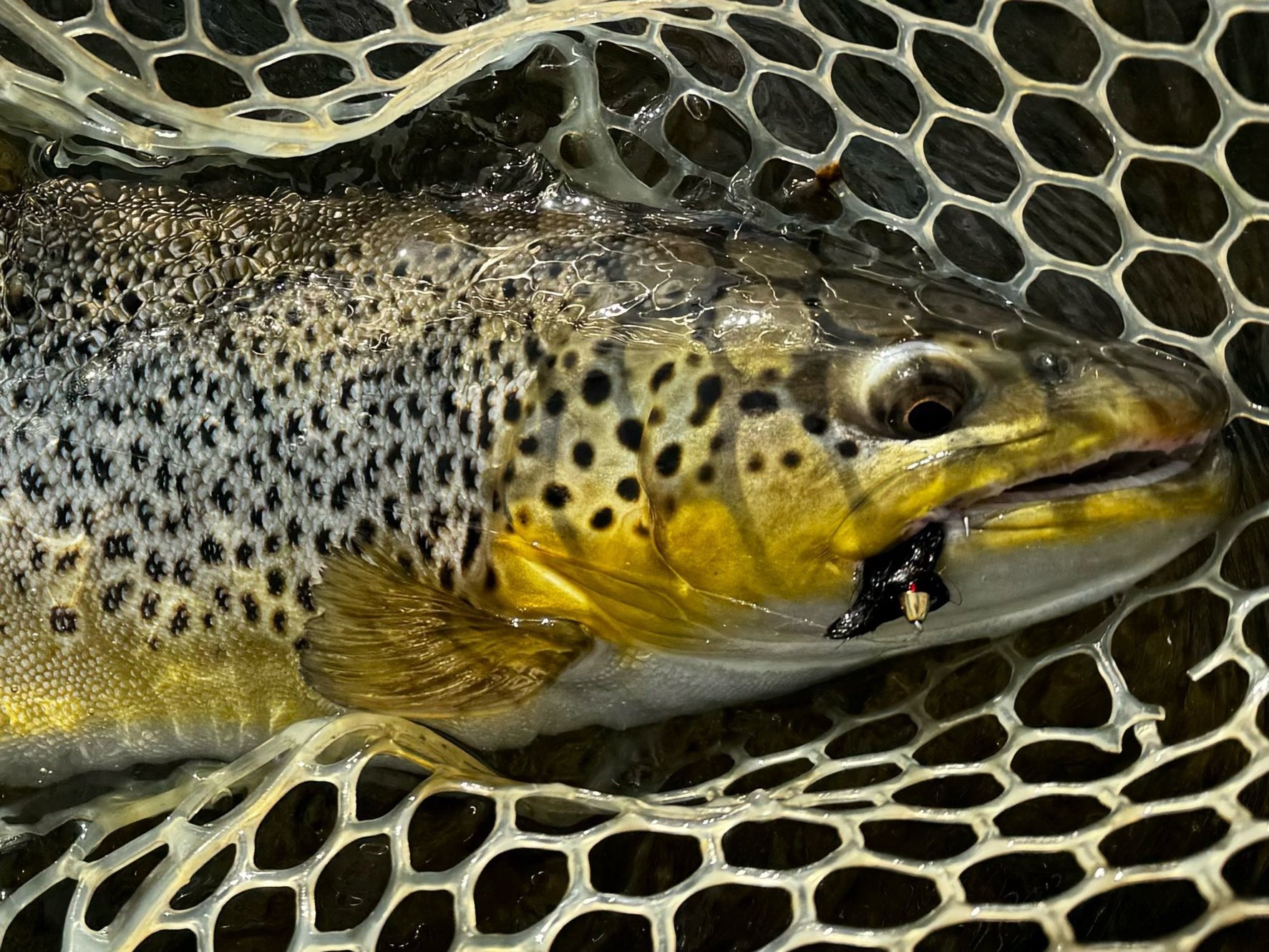 A close-up of a rainbow trout caught in a fishing net. The fish's body is speckled with black dots on a silver background, and it has yellowish fins and a yellowish belly. A fishing lure is hooked in the fish's mouth.