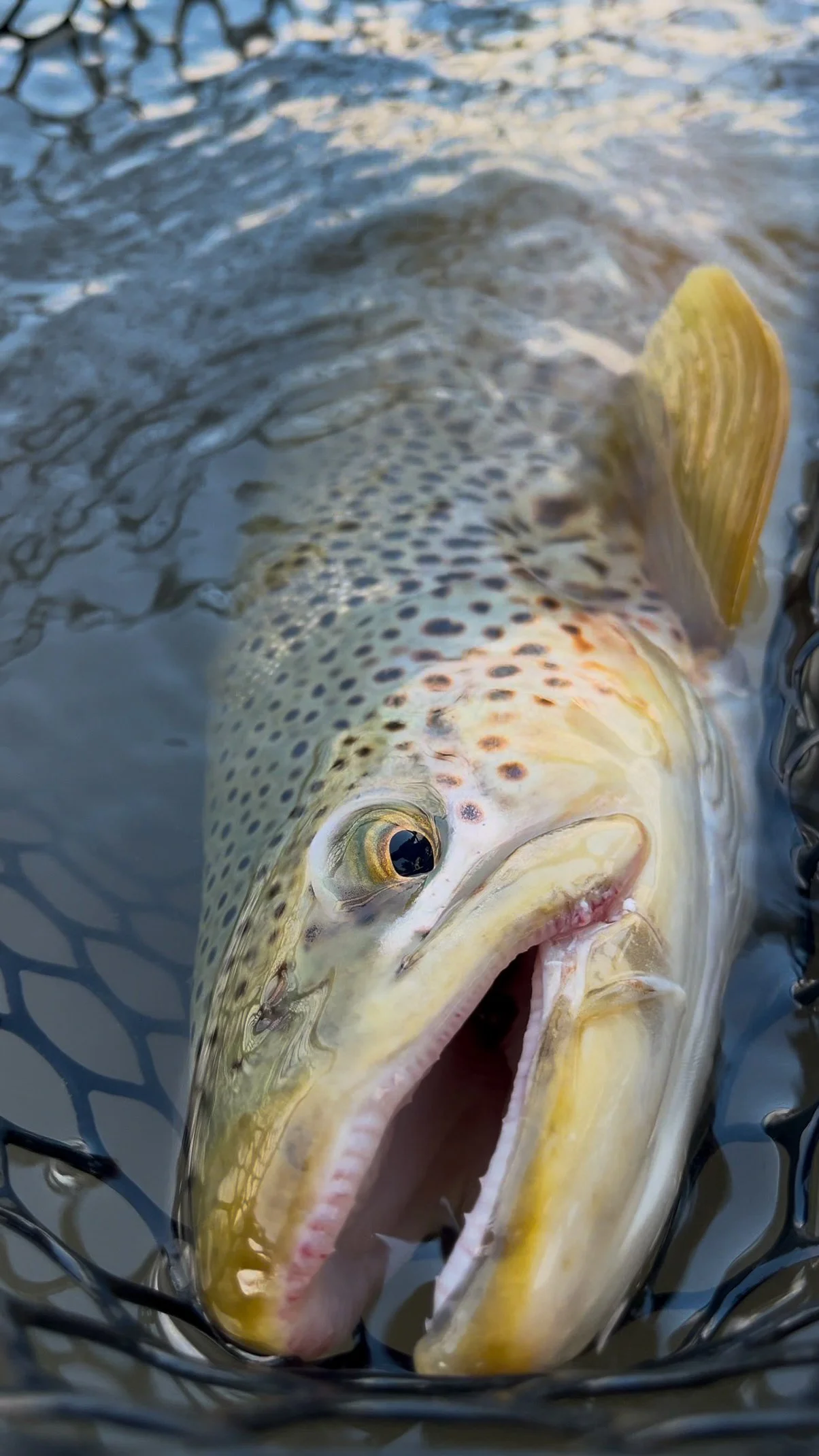 cinematic brown .JPG