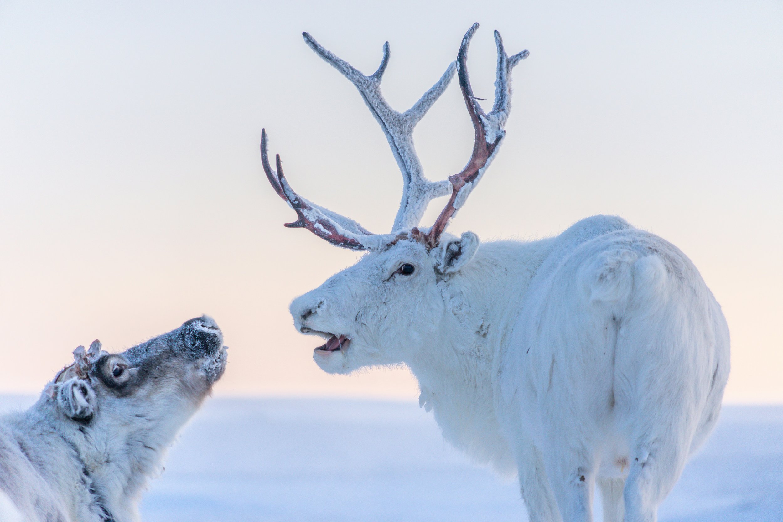 I Find Another publication on the Artic by someone who did not grow up here