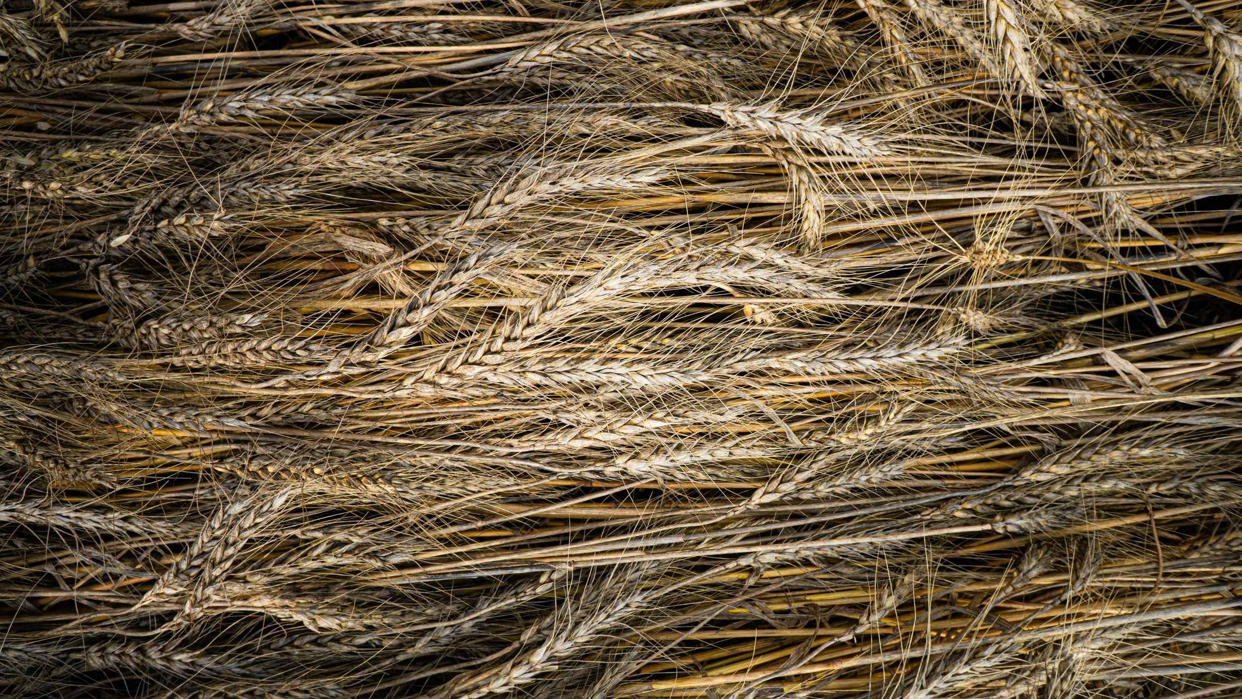 the wheat that time forgot