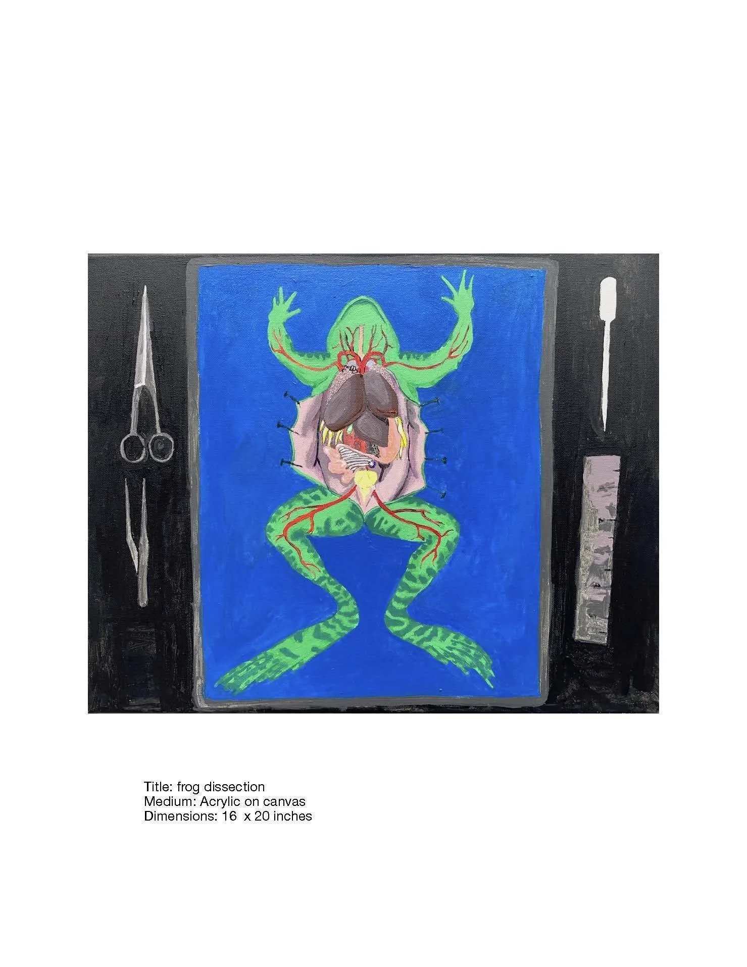Frog Dissection