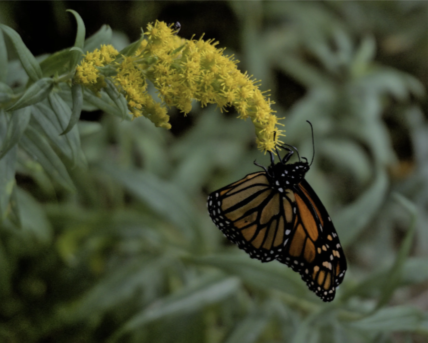 MONTE D MONTELEAGRE WORK SAMPLES 2.png