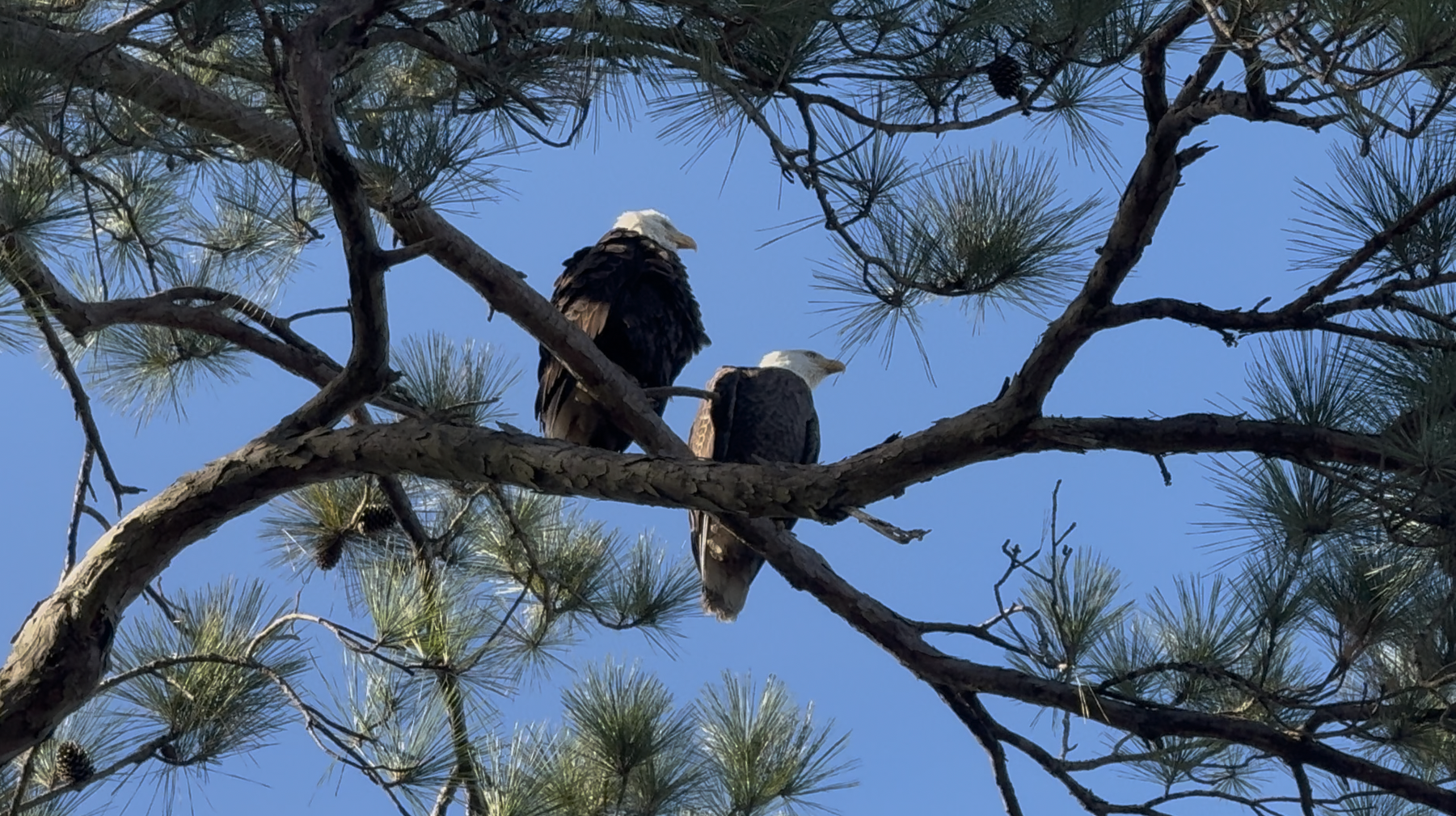 Eagles.png