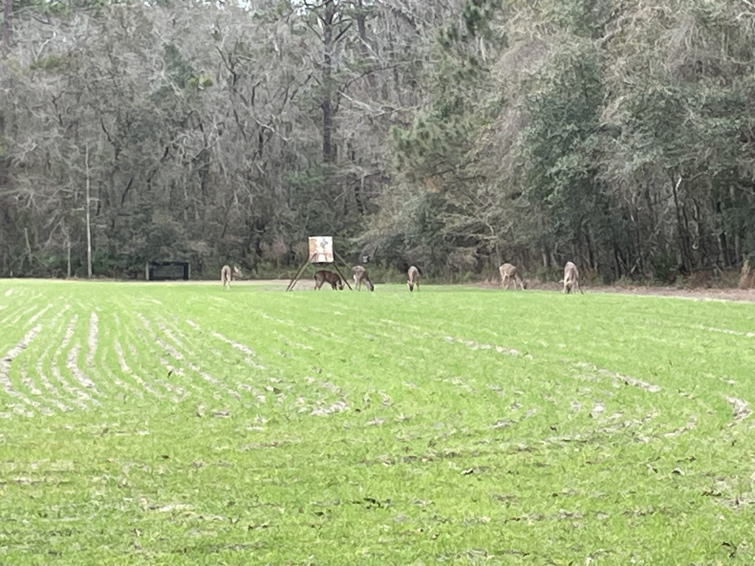 Deer-in-food-plot-scaled.jpg