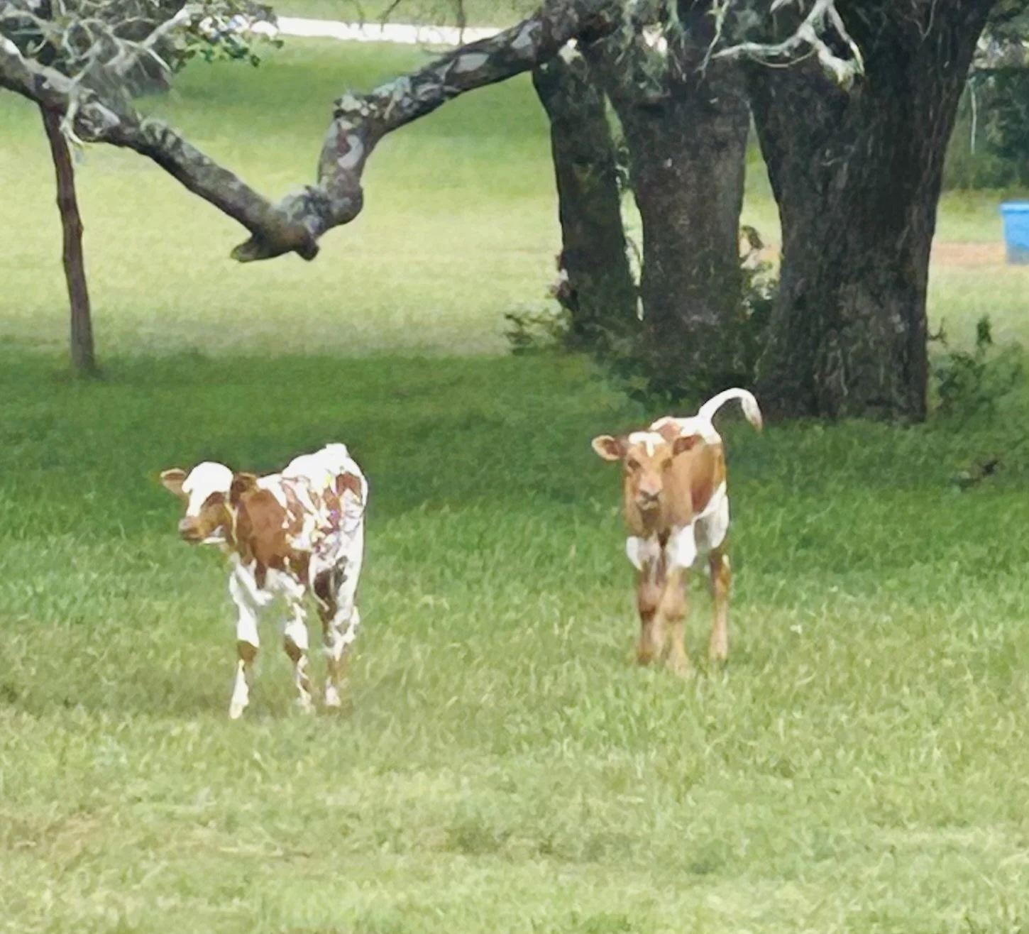 Two calves standing in a grassy area near a large tree with a thick trunk and leafy branches.