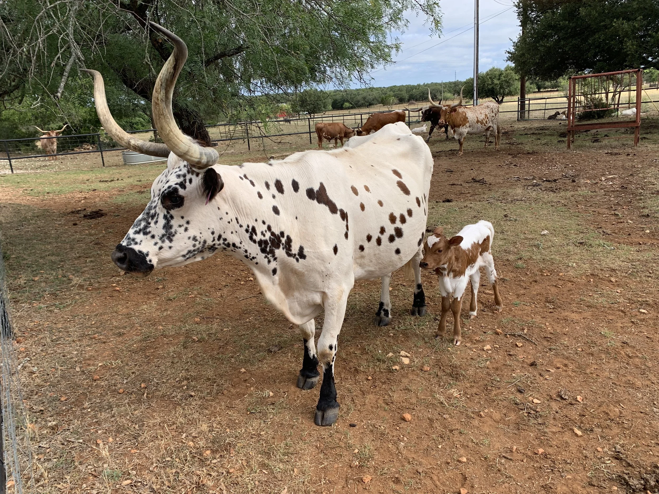 A large white steer with black spots and prominent curved horns standing outdoors behind a young calf with brown and white markings, in a fenced dirt area with trees and other cattle in the background.