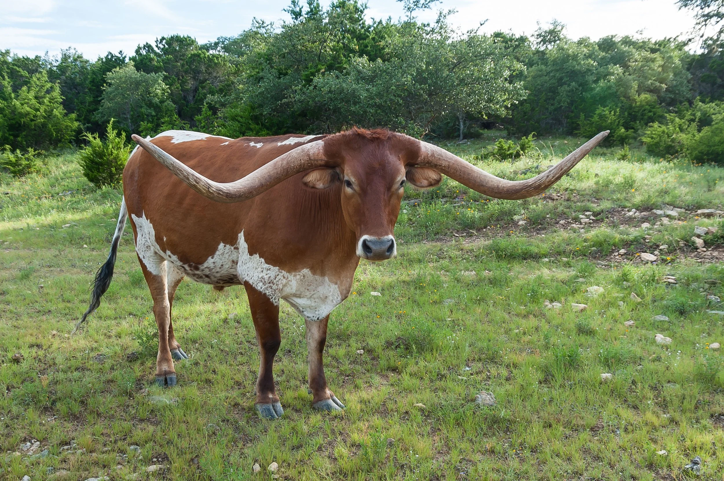 A Texas Longhorn cattle standing in a grassy field with trees in the background.