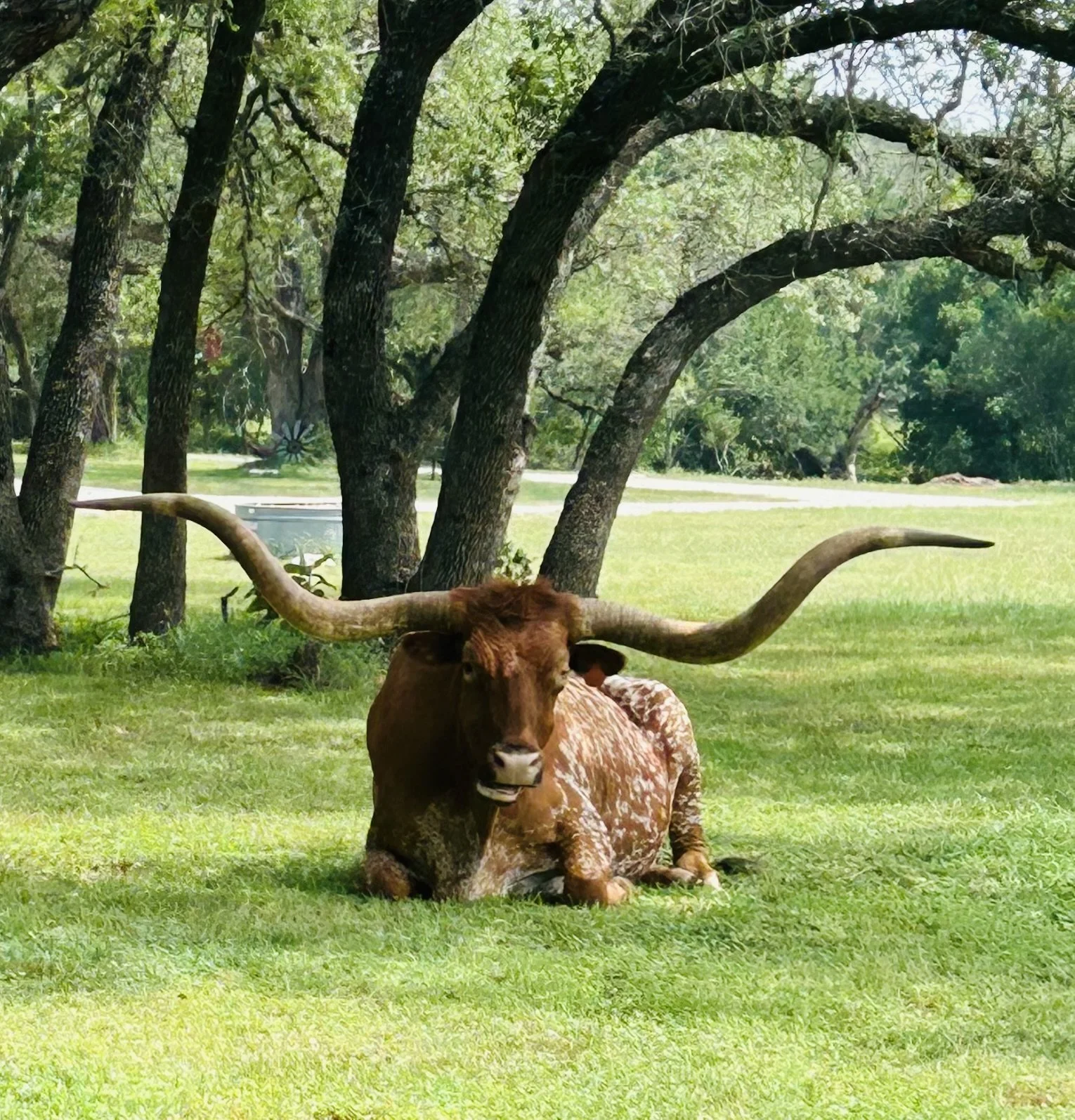 A Texas longhorn with large curved horns resting on green grass under trees in a park-like setting.