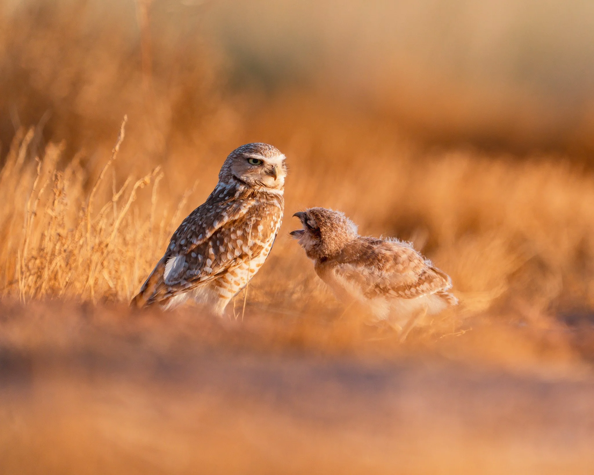 Burrowing Owls