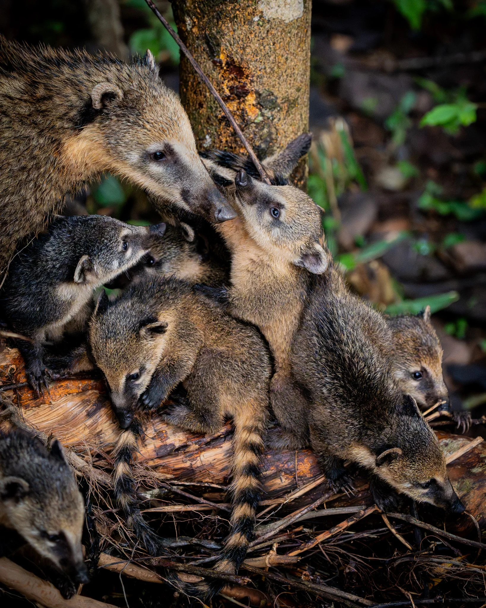 Coati Chaos
