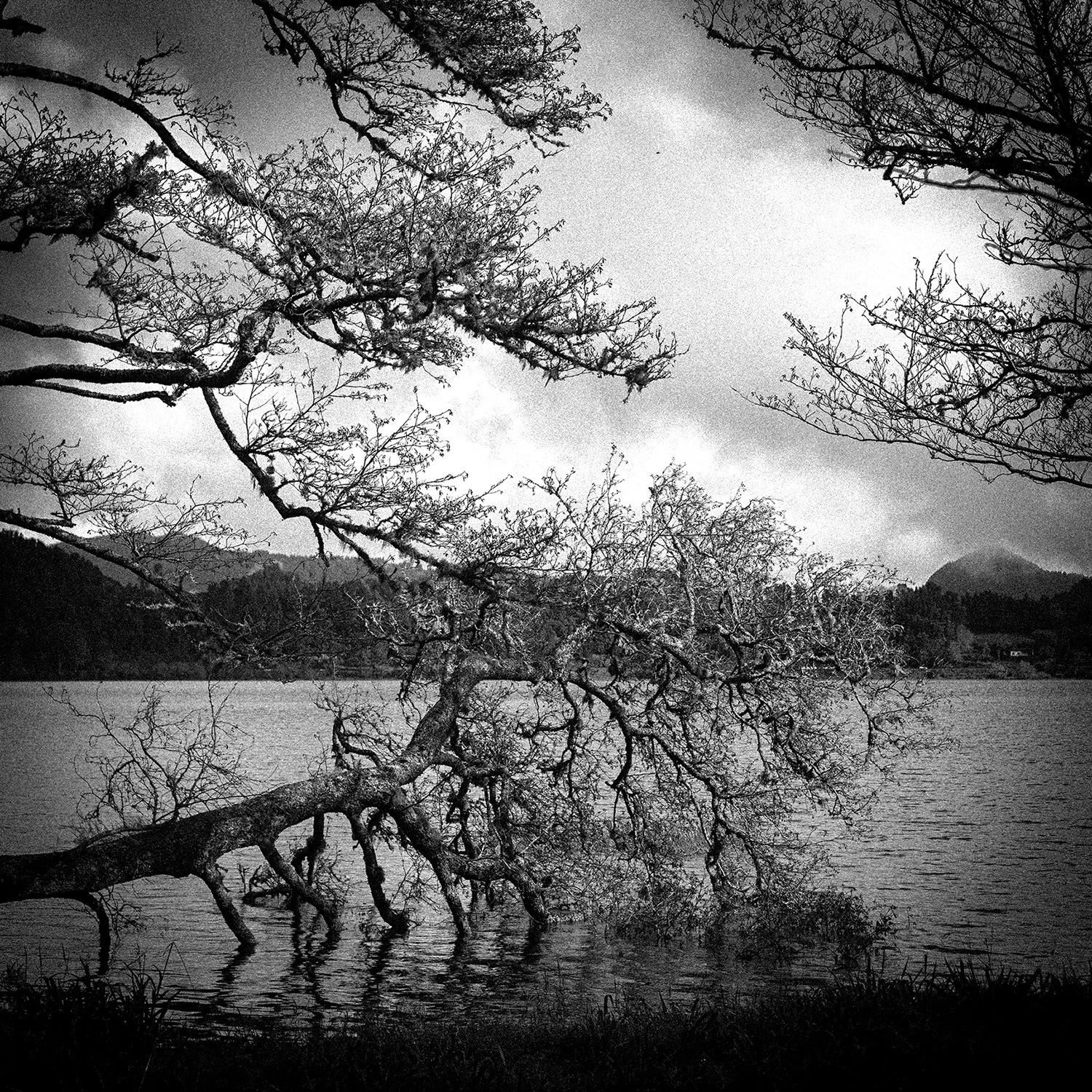 Black and white dark and poetic landscape photography tree by the river in Azores
