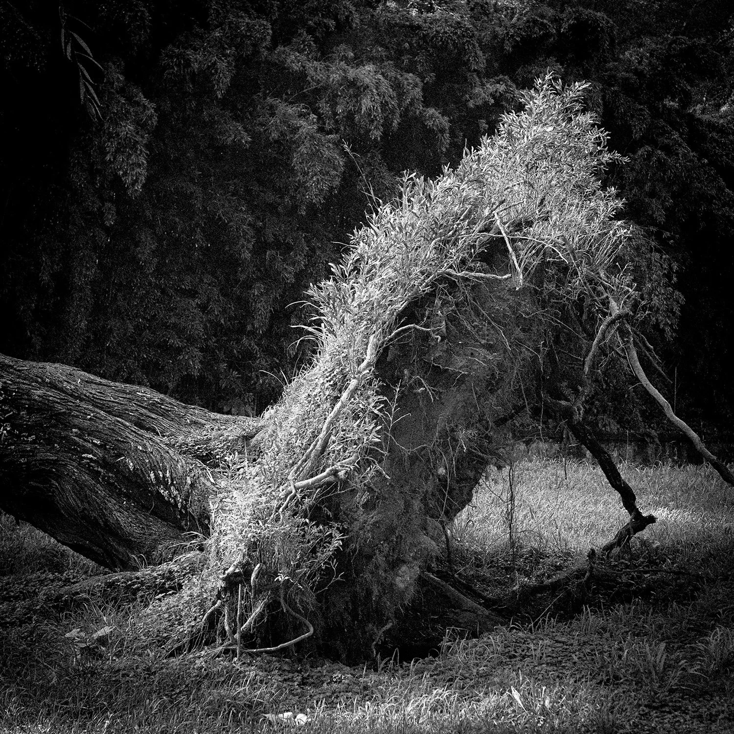 Black and white dark and poetic landscape photography tree root in Azores