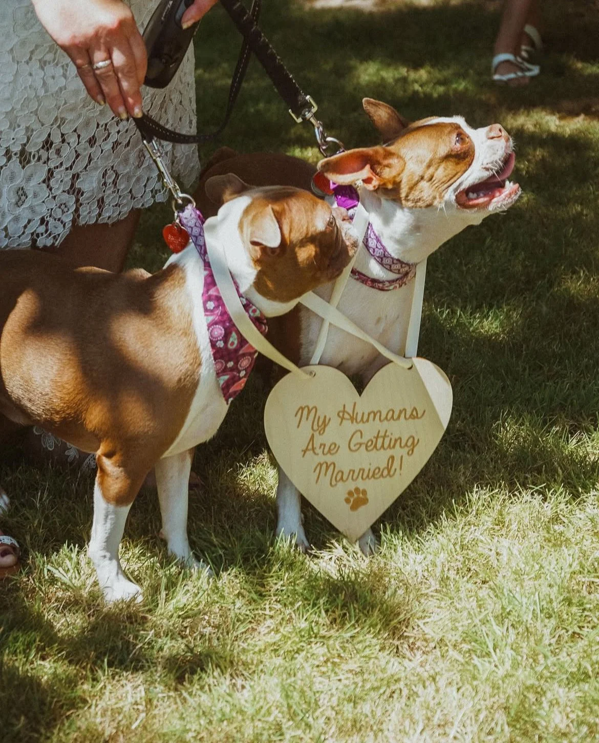 Two dogs with red bandanas on their necks standing on grass, holding a heart-shaped sign that reads "My Humans Are Getting Married!" while a person holds their leashes.