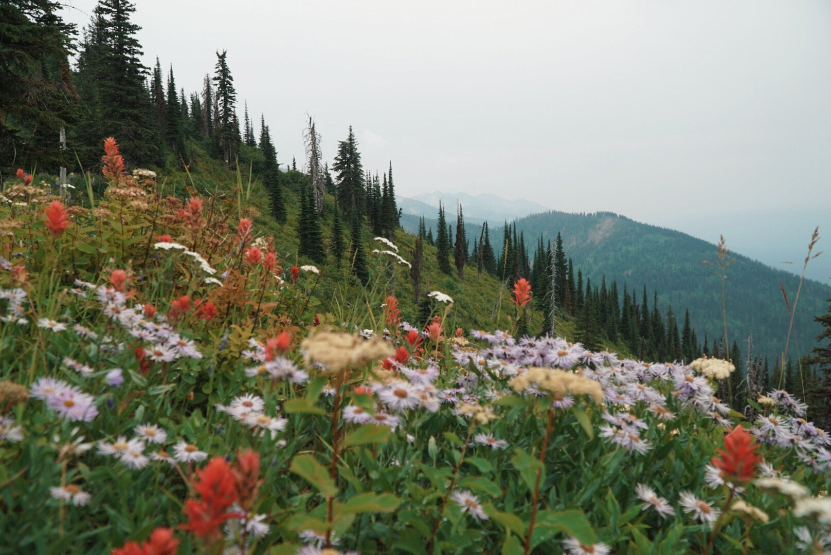 A mountain landscape with a foreground of colorful wildflowers, tall evergreen trees on the hillside, and distant mountain peaks under a cloudy sky.