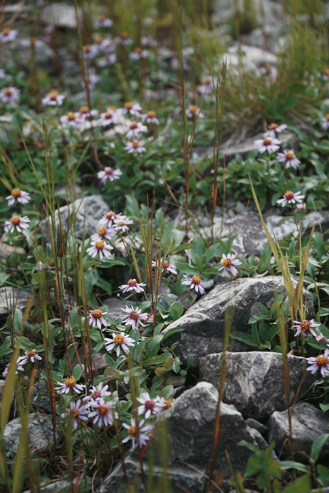 Wildflowers growing among rocks and grass in a natural setting.
