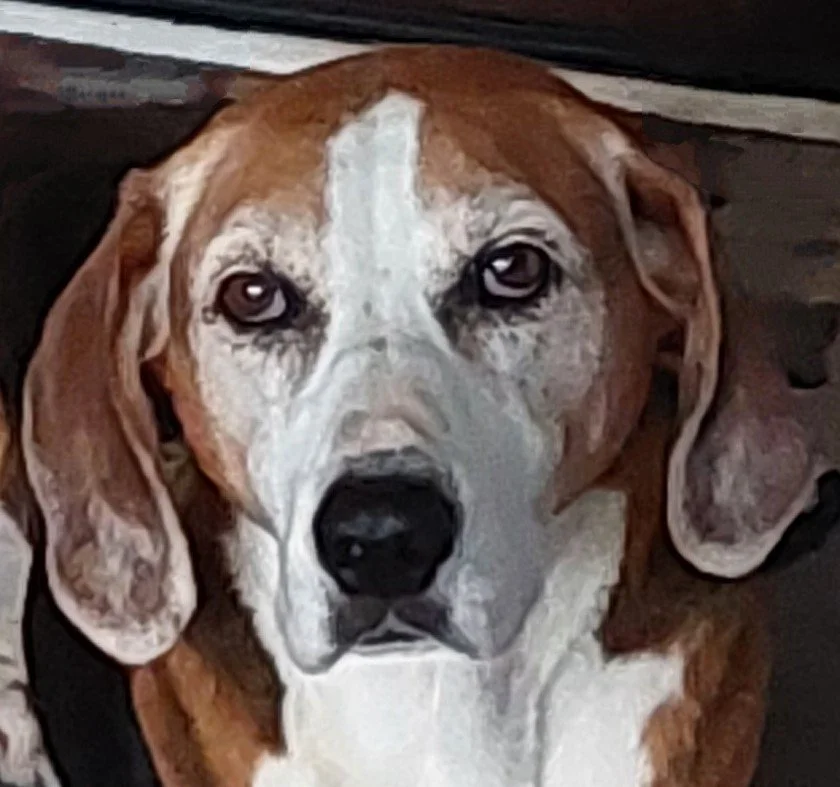 Illustration of customer dog, Roxy the poodle