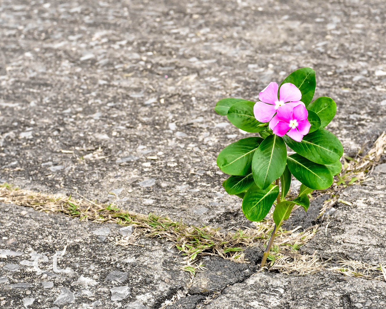 What To Do With Disappointment