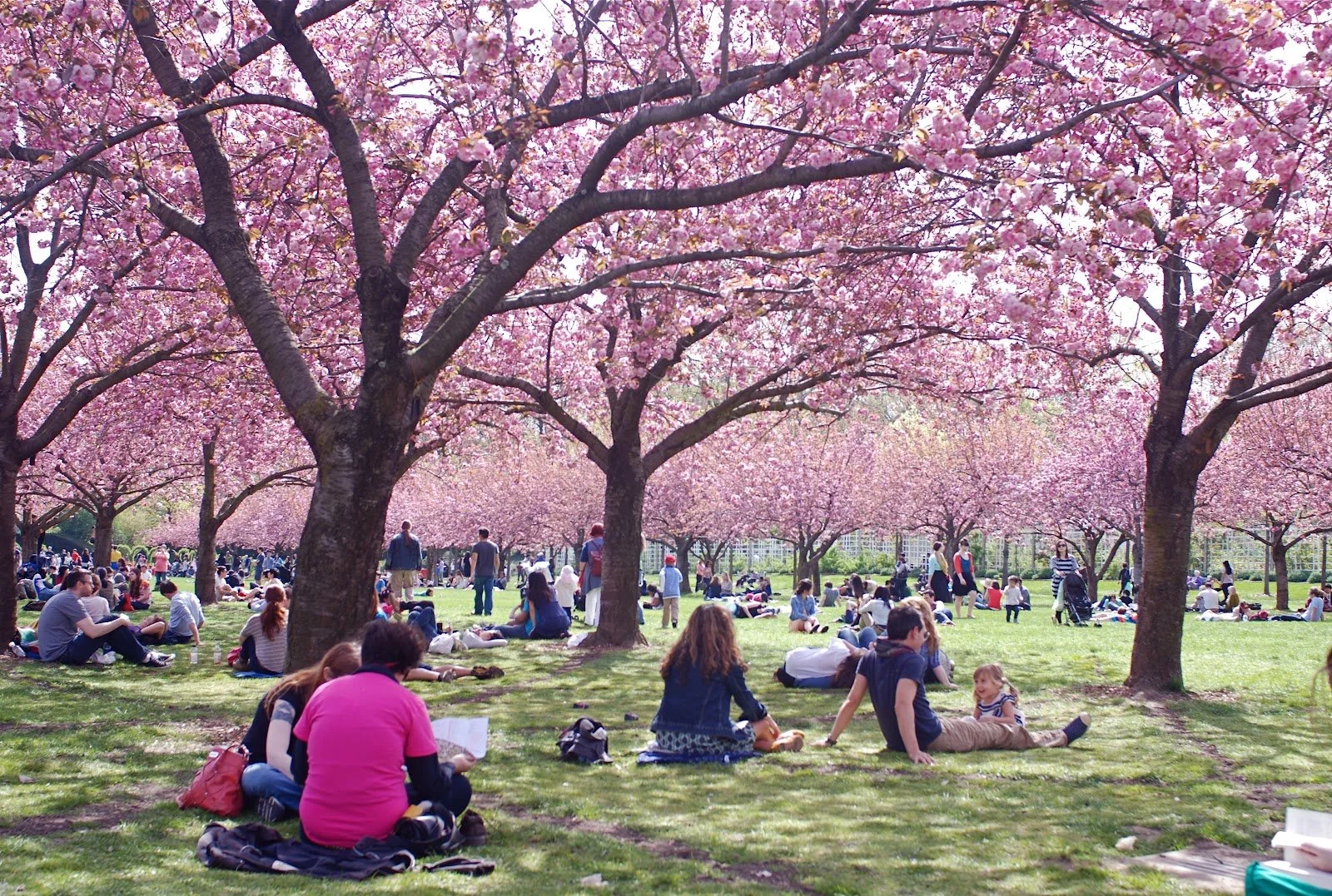 Celebrate Cherry Blossom Season in NYC: The Ultimate Guide to Hosting Elegant Spring Events