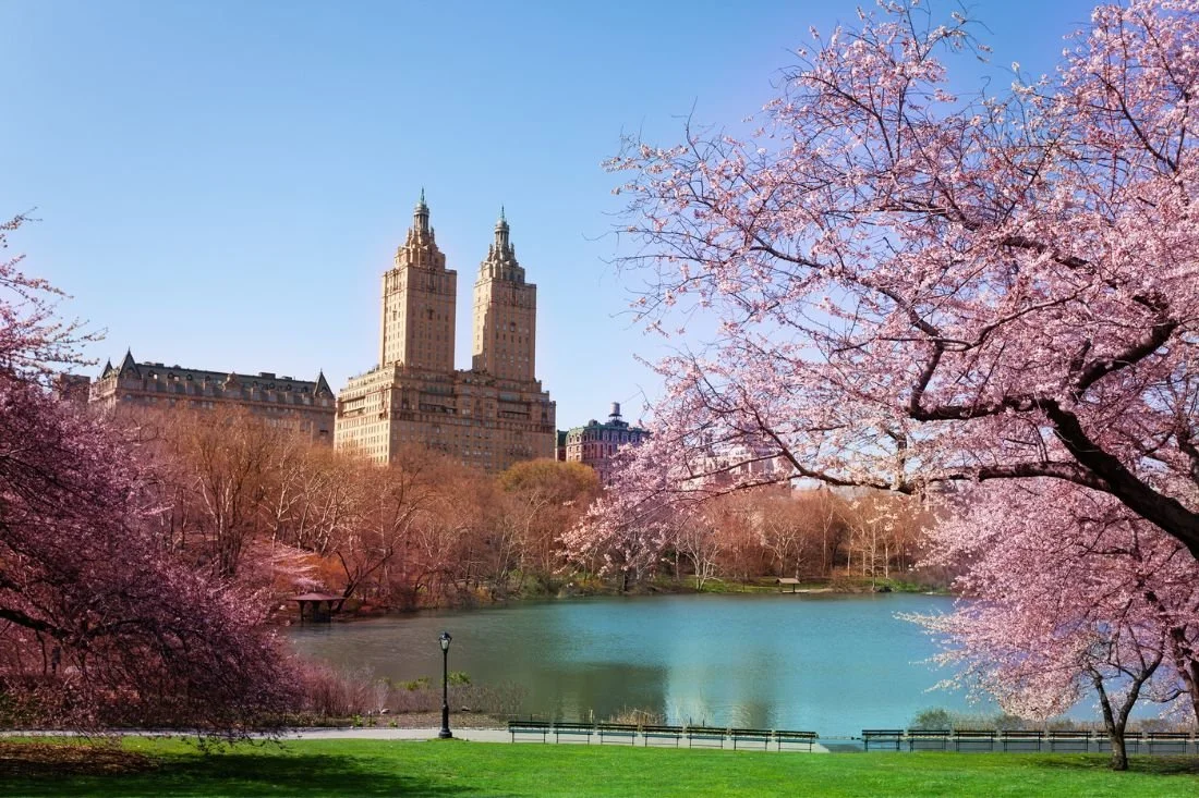 Cherry Blossom Viewing Parties in NYC: How to Host an Elegant Spring Gathering