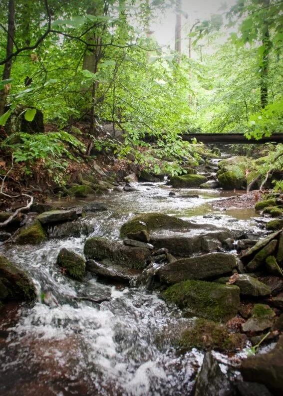  WILD ABOUT WATER at Honey Hollow 