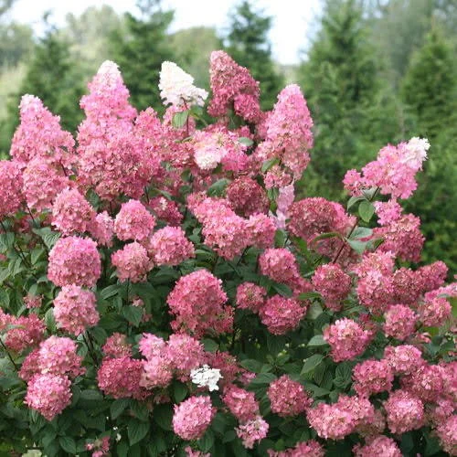 Hydrangea Ruby Snow.jpg