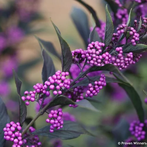 Beautyberry "Pearl Glam" Callicarpa