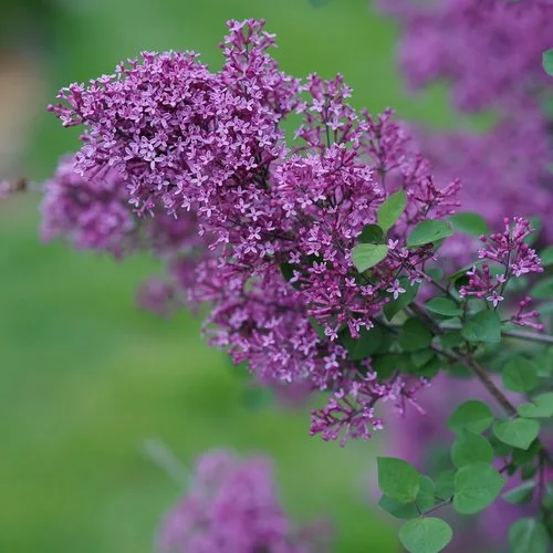 Lilac Bloomerang Dark Purple